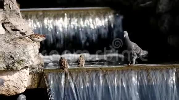 鸽子在小溪里洗澡视频的预览图