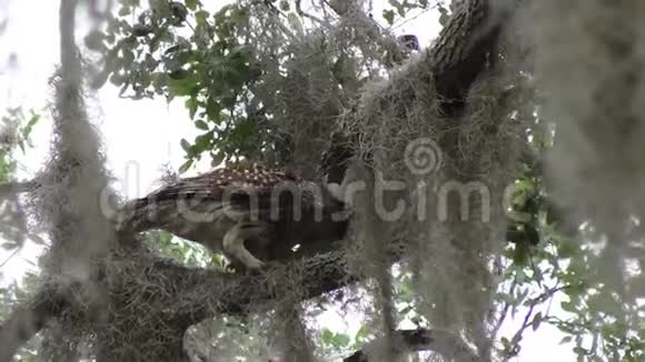 成群的猫头鹰以树枝为食视频的预览图