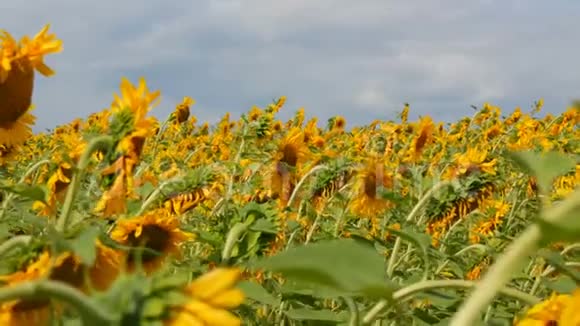 雨前多云天气的向日葵夏天盛开的向日葵上的云蜜蜂在田野上飞翔视频的预览图