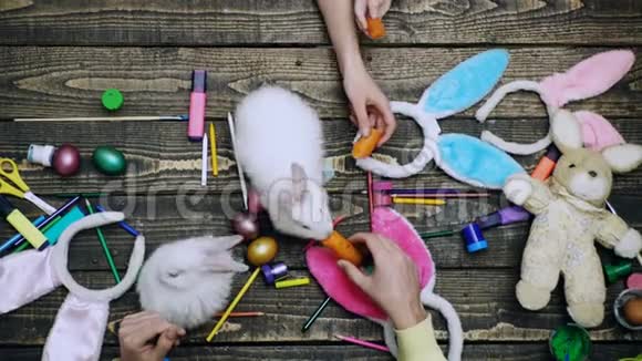 家庭的特写喂养复活节野兔和各种文具的手妈妈爸爸和儿子正在画画视频的预览图