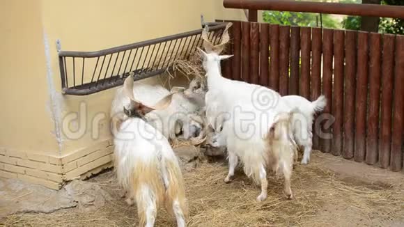 意大利罗马2019年7月长角山白山羊在动物园里吃干草视频的预览图