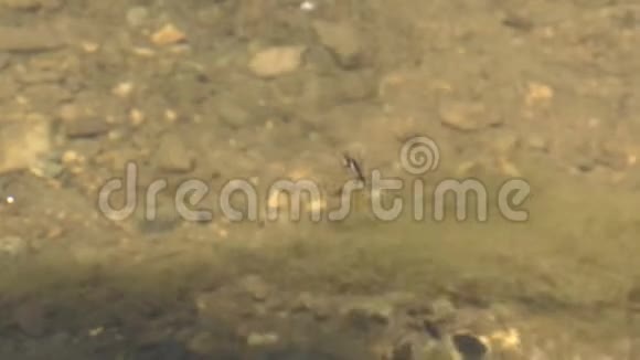 水踏步者Gerridae视频的预览图