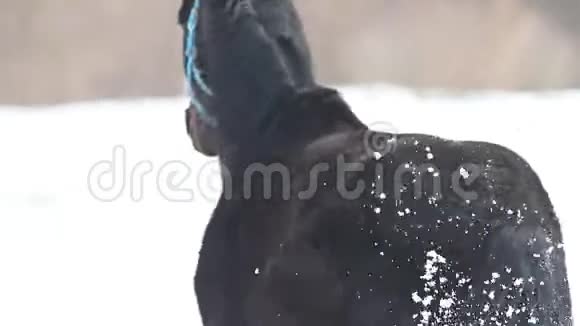两匹马在雪地上奔跑视频的预览图