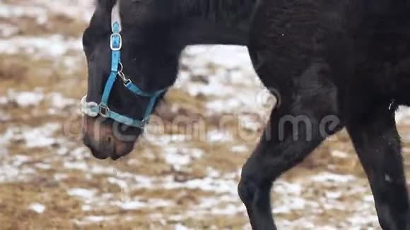 一匹马在雪地上行走咀嚼着视频的预览图