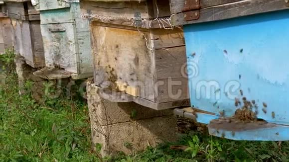 夏季村里的蜜蜂养殖场视频的预览图