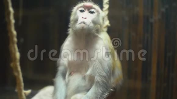 猴子种大衣视频的预览图