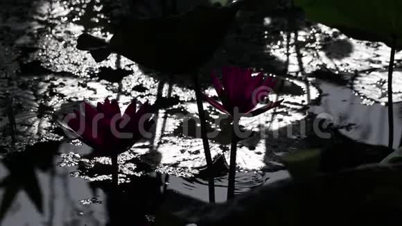 梦幻水花园晨景印度红睡莲花和荷叶视频的预览图