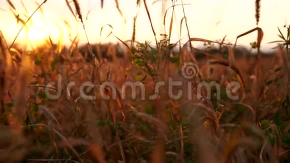 相机穿过干燥的秋田夕阳的光芒视频的预览图