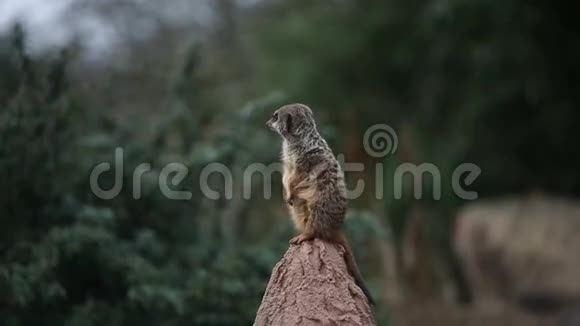 孤独的猫鼬视频的预览图
