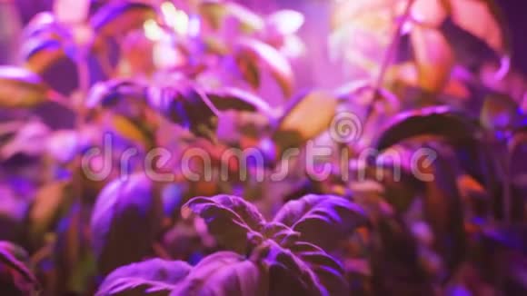 粉红色LED灯泡光源供年轻植物生长更快或缺乏户外光线时使用视频的预览图