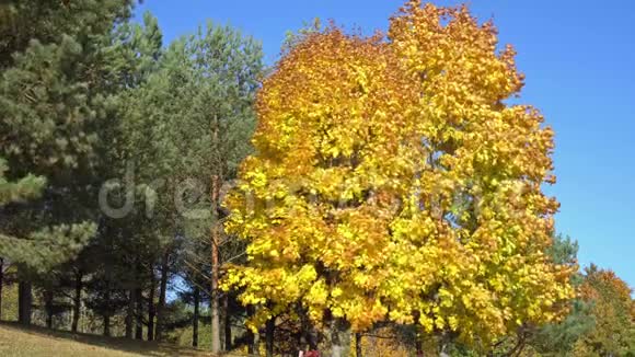 公园里的金色枫树视频的预览图