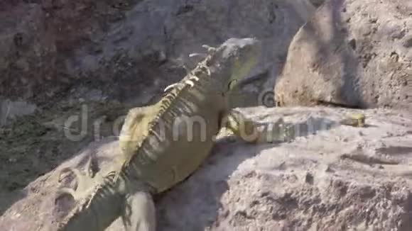 绿鬣蜥寻找日光浴的地方视频的预览图
