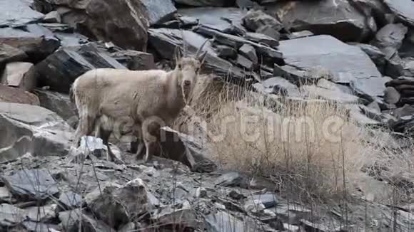 喜马拉雅Ibex放牧视频的预览图