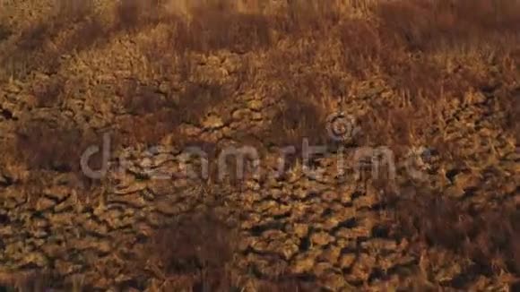 鸟瞰森林沼泽中的黄草视频的预览图