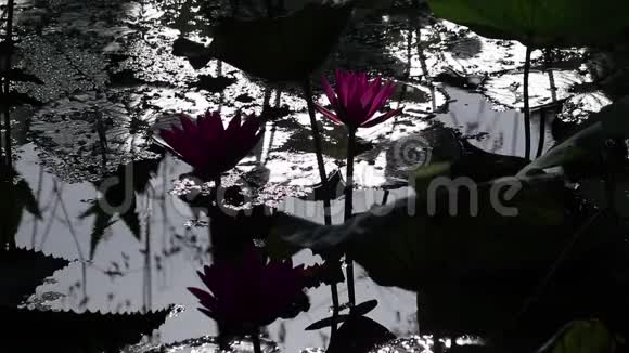 梦幻水花园晨景印度红睡莲花和荷叶视频的预览图