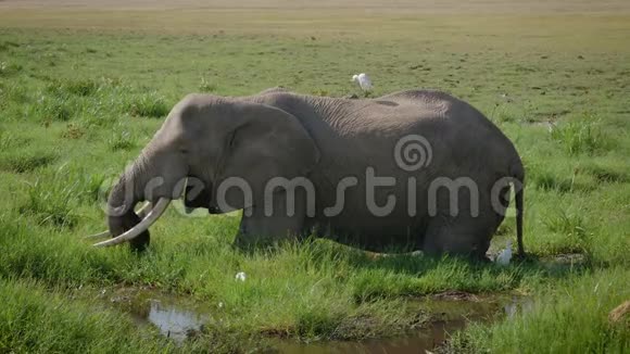 野生非洲大象放牧的草站在草原的沼泽视频的预览图