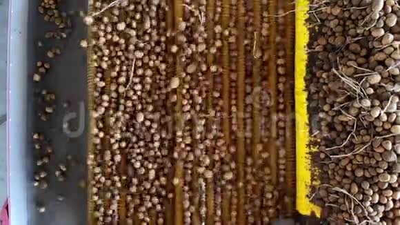 收获土豆上面的风景土豆块茎在一台特殊的机器上移动从碎片中分离出来马铃薯种植农业视频的预览图