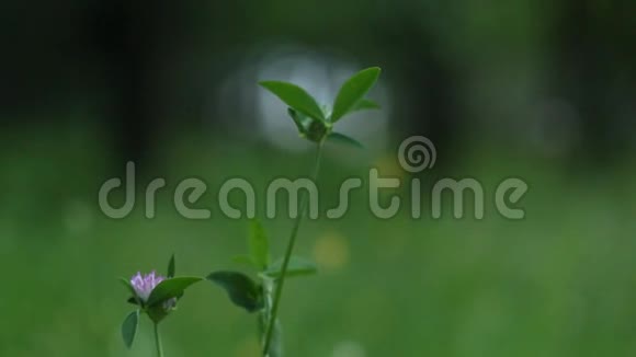 野花随风摇曳在茂密的绿色草坪上特写可变焦点静态帧视频的预览图