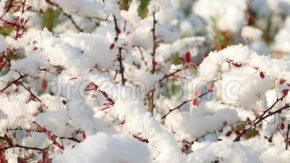 成熟的红莓系列第一场雪缓慢融化视频的预览图