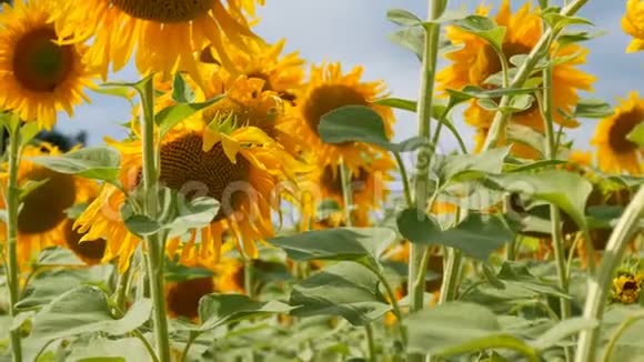 雨前多云天气的向日葵夏天盛开的向日葵上的云蜜蜂在田野上飞翔视频的预览图