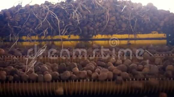 收获土豆特写镜头马铃薯块茎在一个特殊的机器胶带上移动自动清除土豆上的污垢和视频的预览图