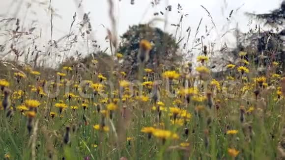 草和野花的茎在风中摇摆视频的预览图