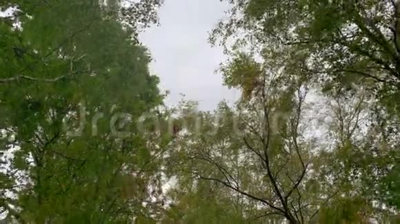 树叶在一场小风暴中随风飘动天空被云层覆盖视频的预览图