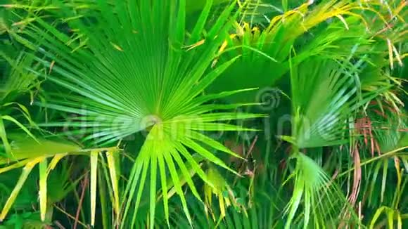 绿色热带植物美丽的中国风情视频的预览图