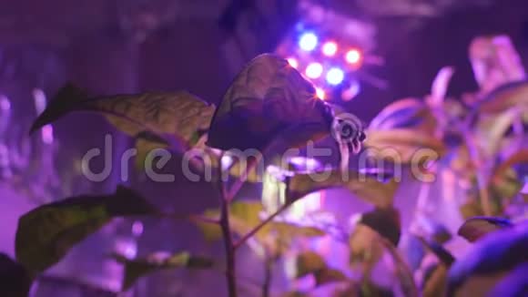 led灯下的植物专用分光器紫外线灯视频的预览图