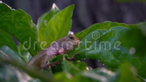 蜥蜴用湿叶睡在树枝上视频的预览图