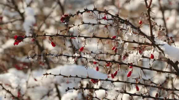 成熟的红莓系列第一场雪缓慢融化视频的预览图