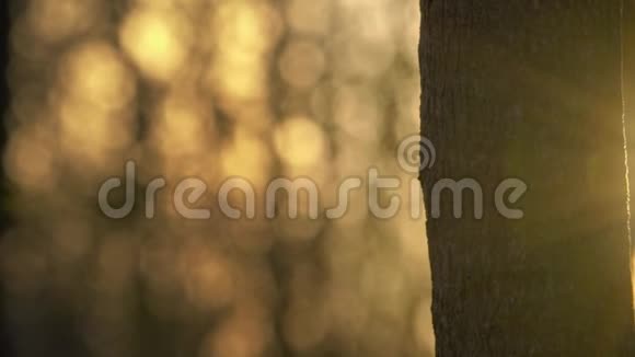 美丽的夕阳耀斑公园的树干视频的预览图