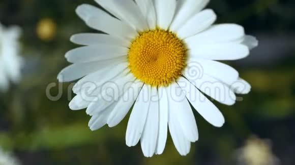 白花菊生长在花园里视频的预览图