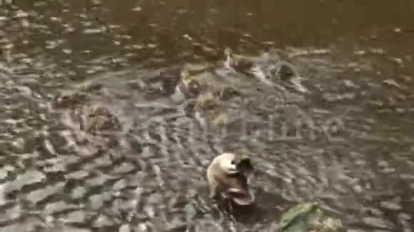 鸭子父母和孩子在河的浅水里玩耍视频的预览图