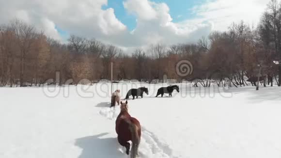 冬季森林四匹小马在雪地上行走视频的预览图