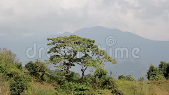 两棵树在一片绿色的草地上映衬着灰色天空下群山的轮廓视频的预览图