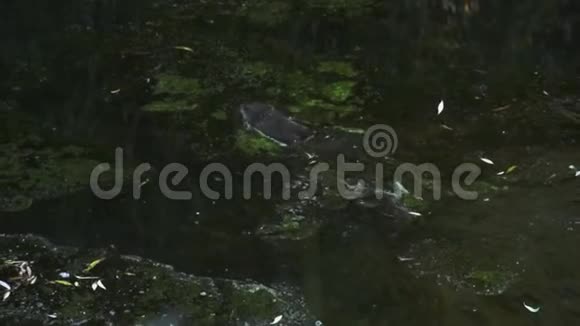水獭漂浮在河里视频的预览图