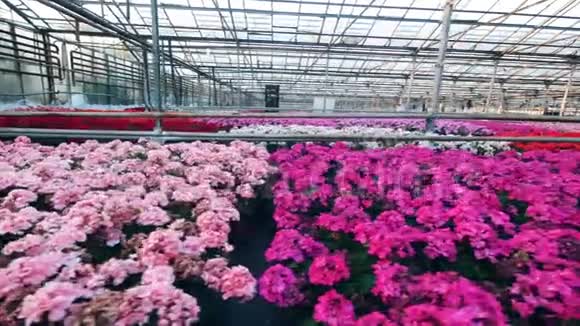 花盆里生长着温室和鲜艳的花朵视频的预览图