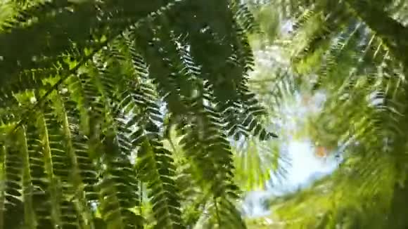 热带植物和风中的花视频的预览图