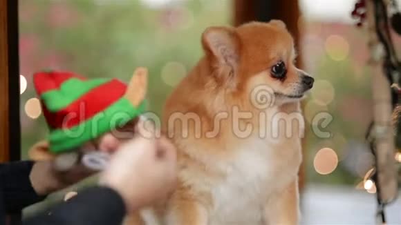 女孩在可爱的狗身上戴着圣诞帽圣诞快乐概念好心情圣诞市场视频的预览图