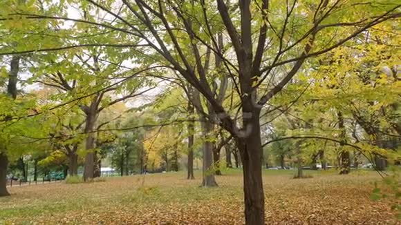 秋天如画的公园景观纽约中央公园有黄叶的秋树视频的预览图