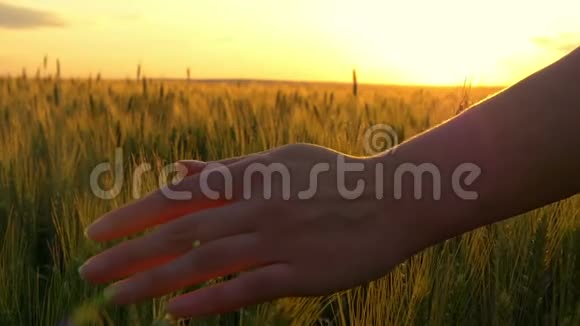 一个年轻女子的手在夕阳的映衬下慢慢地摸着麦穗视频的预览图