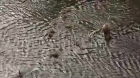 鸭子父母和孩子在河的浅水里玩耍视频的预览图