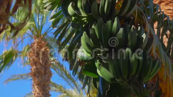 生的水果香蕉种在香蕉树上视频的预览图