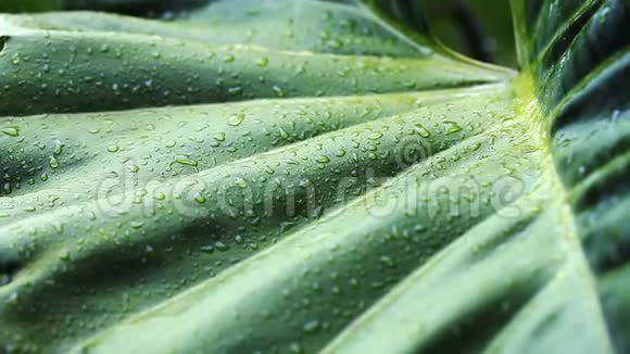 热带植物和雨水顺流而下视频的预览图