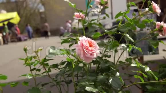 市场广场上有花蕾的玫瑰视频的预览图