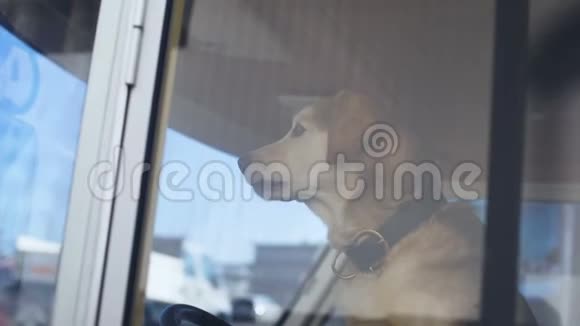 病人狗坐在拖车里的驾驶座上用宠物守护财产旅游视频的预览图
