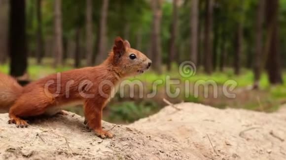 松鼠在森林里从人类手中拿走核桃视频的预览图