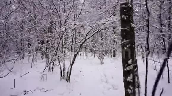 冬季森林降雪时穿过积雪覆盖的树木视频的预览图