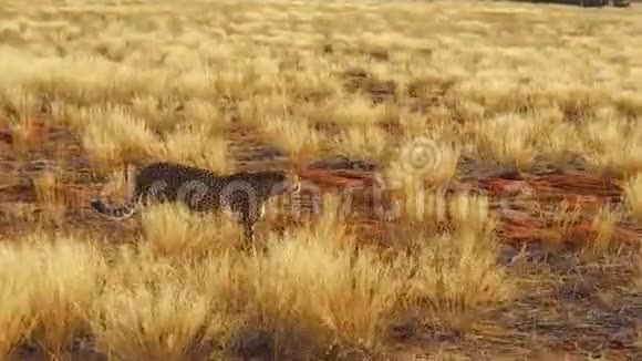 红色沙漠猎豹视频的预览图